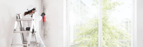 Reliable Palm Beach, FL Mold Removal Solutions
